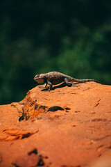 lizard on the rock