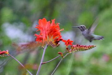 Blurred Hummingbird on Montbretia 01