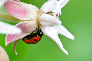 Ladybug Showy Milkweed 05