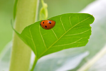Obraz premium Green Leaf Ladybug 02