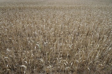 Gold-gelbes Weizenfeld bei Sonne im Sommer