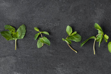 Mint leaf. Fresh mint on dark background. Mint leaves isolated. Full depth of field.