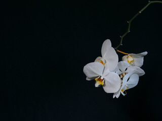 Naklejka na ściany i meble white orchid on black background