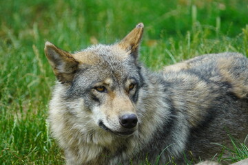 Fototapeta premium Eurasian wolf