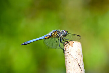 Blue Dasher 02