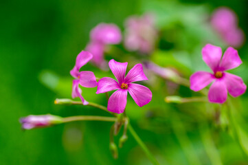 Fototapeta na wymiar Oxalis debilis large-flowered pink-sorrel purple pink flowers in bloom, pink woodsorrel plant in bloom