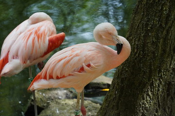 Fototapeta na wymiar Chilean flamingo