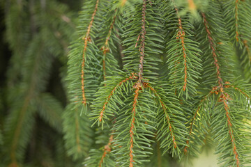 close-up a needles of fir tree