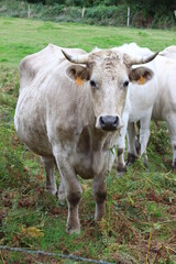 Fototapeta na wymiar vaches, veaux et taureaux