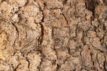 The texture of the natural tree bark in the forest. Tree bark background close-up.
