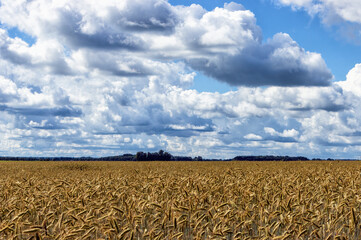 cereal field with sky and clouds in the background