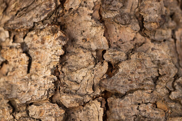 The texture of the natural tree bark in the forest. Tree bark background close-up.