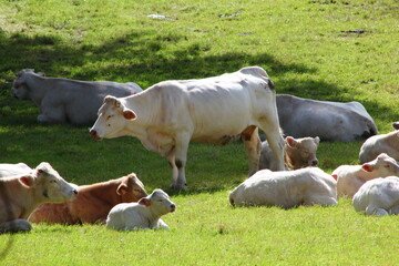 Naklejka na ściany i meble vaches, veaux et taureaux