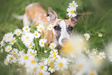 Adorable Whippet Dog with brown eyes and black nose resting among blooming chamomile flowers. Beautiful background for creative design, summer banner, bright greeting card, poster.