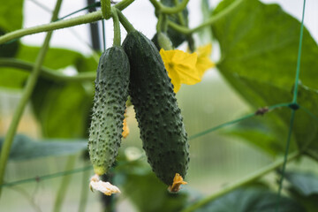 Green cucumbers in a greenhouse close-up