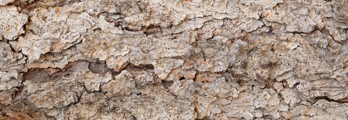 Tree in the background, Tree pattern, Closeup view of a wood pattern on the tree.