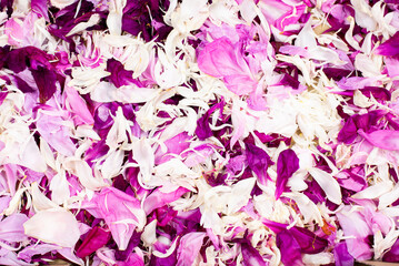 Rose petals. Flowers. The texture is red-pink. Background