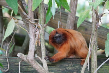 Golden lion tamarin