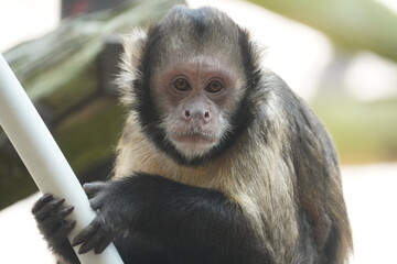 Golden bellied capuchin