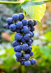 Blue vine grape in the vineyard on a blurred background.Cabernet grapes for making red wine in the harvesting.Selective focus.