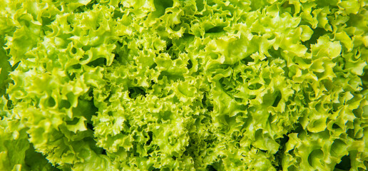 green background of healthy leafy lettuce vegetable - obrazy, fototapety, plakaty