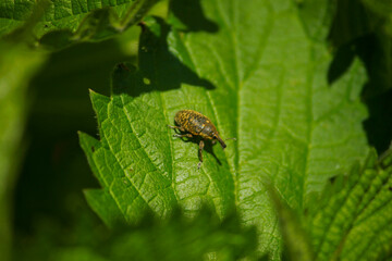 macro