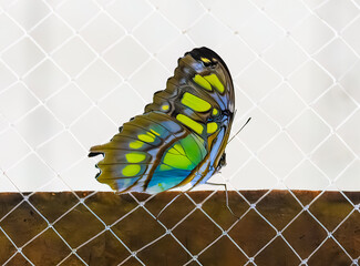 Colorful blue, green, yellow and black mutterfly, perched on a wire mesh fence.