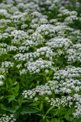 Flowering ground elder, Aegopodium podagraria, in spring