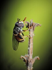 close-up of wasp bee on the branch