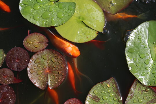 Beautiful goldfish swim in the garden pond