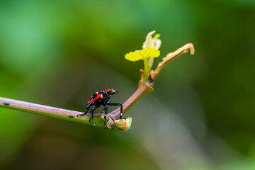 4th-instar stage (July-September) of spotted lanternfly (Lycorma delicatula) in Bucks County, Pennsylvania