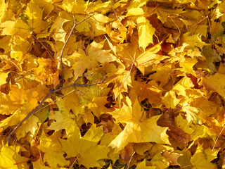 Autumn yellow leaves as nature background.