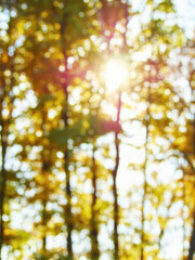 Blurred background of autumn forest with nice bokeh.