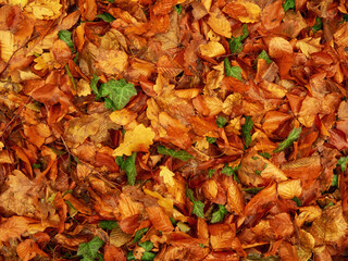 autumn park with red and yellow leaves fallen from tree