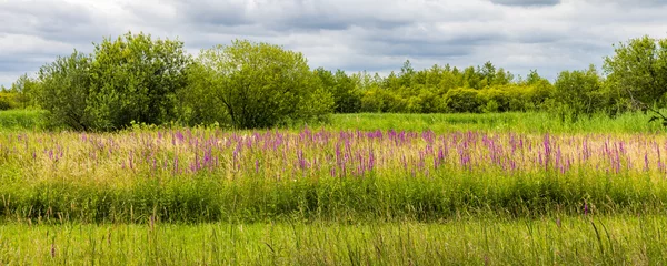 Stof per meter Panorama landscape with Purple loosestrife and trees in Amerongen Utrecht The Netherlands © HildaWeges