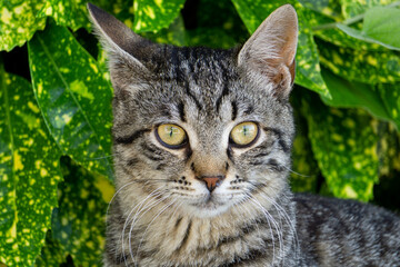Face of a tiger-type cat, with yellow-greenish eyes, with a background of green leaves.