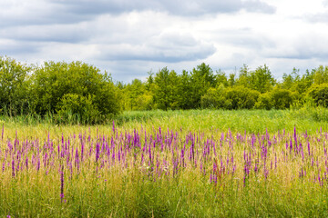 Panorama landscape with Purple loosestrife and trees in Amerongen Utrecht The Netherlands