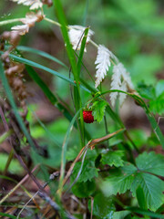Ripe beautiful wild strawberries in the summer forest