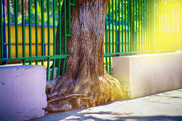 A tree sprouted through a metal fence. Craving for life and light.
