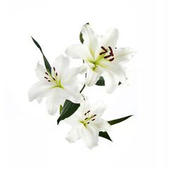 Bouquet of light lilies isolated on white background.