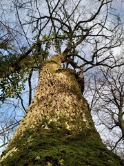 arbres en contre-plongée