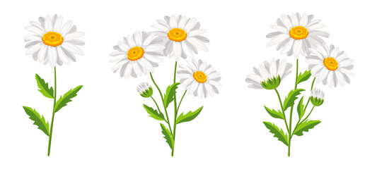Set of beautiful white daisies in cartoon style. Vector illustration of spring and summer flowers large and small sizes with closed and open buds on white background.