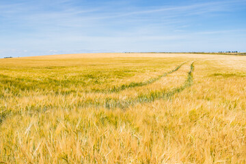Barley field in Norfolk