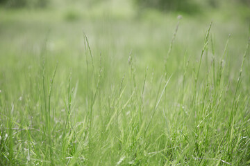 Green grass texture as background. Perspective view and selective focus. artistic abstract spring or summer background with fresh grass as banner or eco wallpaper. Leaves blur effect. Macro nature