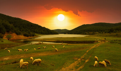 Herd of sheep grazing in the meadow at sunset. Sheep in the lake and forest landscape.