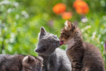 Little three kittens in the garden. Close up domestic animal. Kitten at two month old of life on nature, outdoors