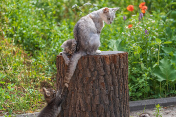 Two adorable kittens play with their mother's tail in garden. Cute funny home pets. Close up domestic animal