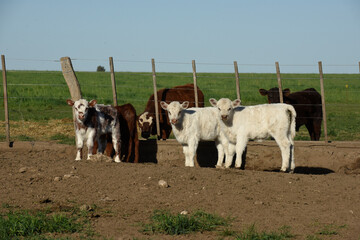 Fototapeta premium White Shorthorn calf , in Argentine countryside, La Pampa province, Patagonia, Argentina.