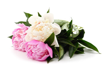 Three beautiful peonies.