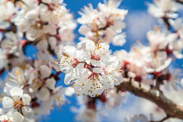 Beautiful apricot flowers on a branch